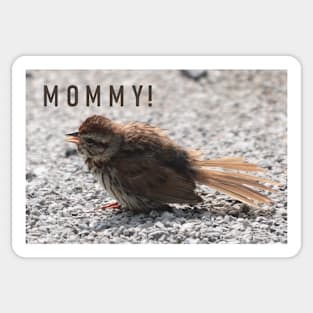 A Baby Song Sparrow Sticker